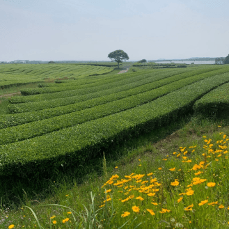 14:00 お茶の博物館 o'sulloc tea museum（오설록 티뮤지엄）